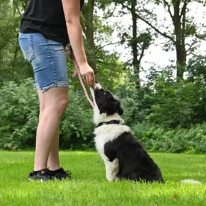 Zwart-witte Border Collie zit op het gras en krijgt een beloning van een trainer met een roze riem.