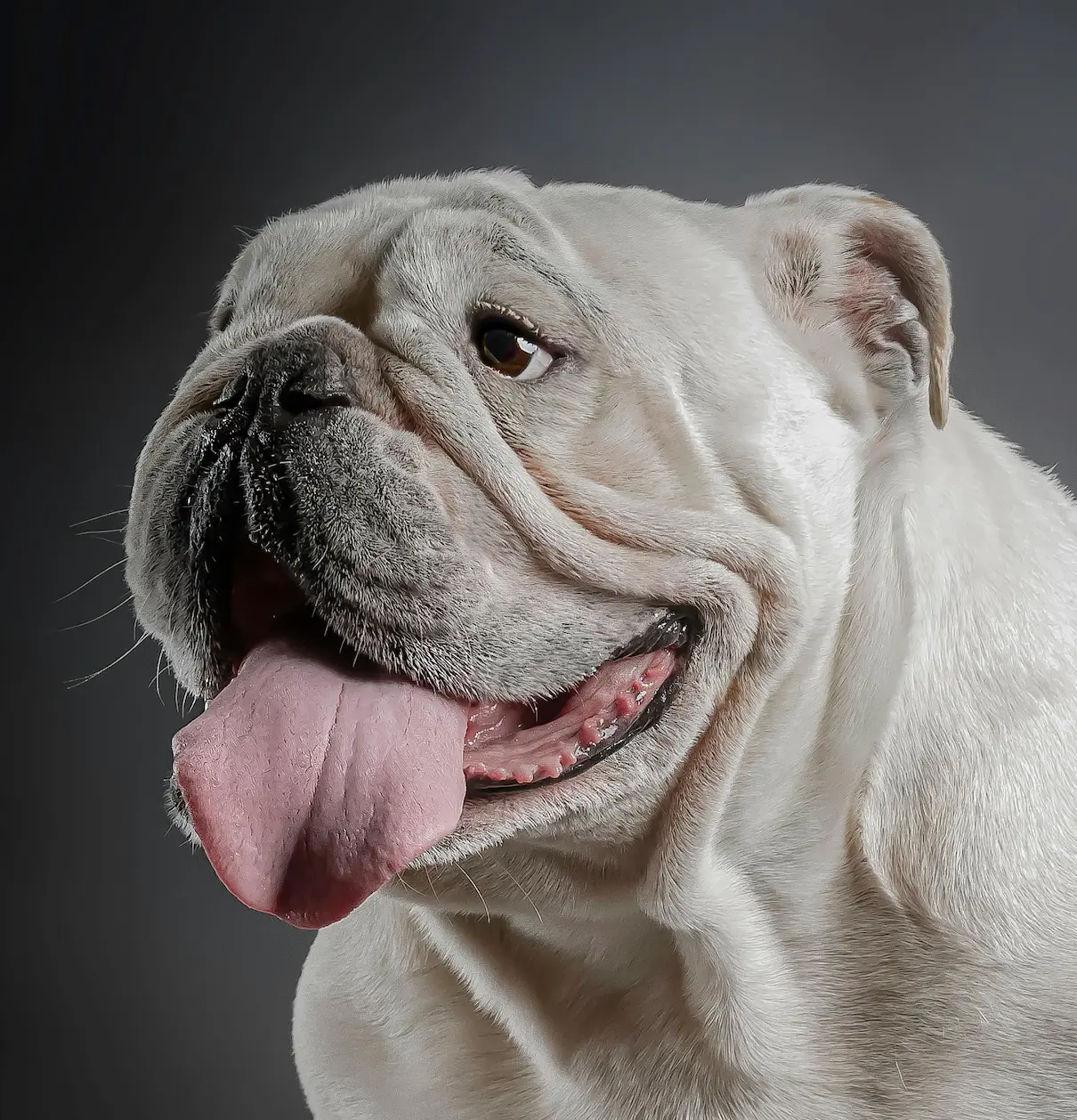 Engelse Bulldog - Dogs And Learn