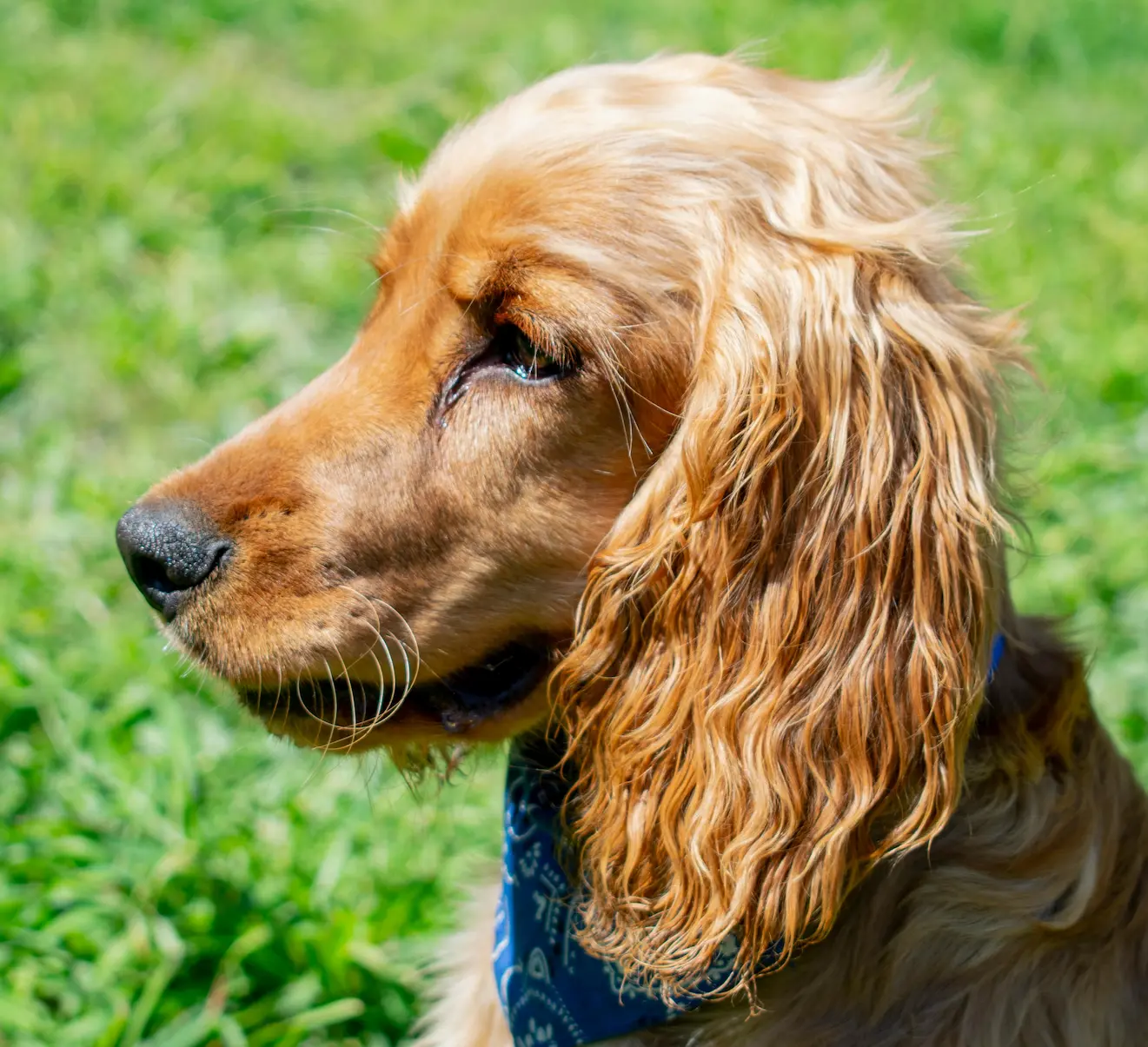 Spaniel - Dogs And Learn