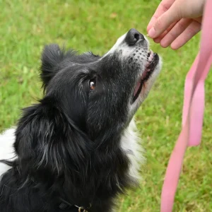 Border Collie zit netjes en krijgt een beloning van een trainer met een roze riem.