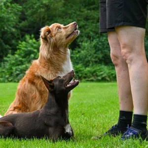 Twee honden, een bruine Kelpie en een rood-witte mix, kijken aandachtig naar hun trainer tijdens een trainingssessie.