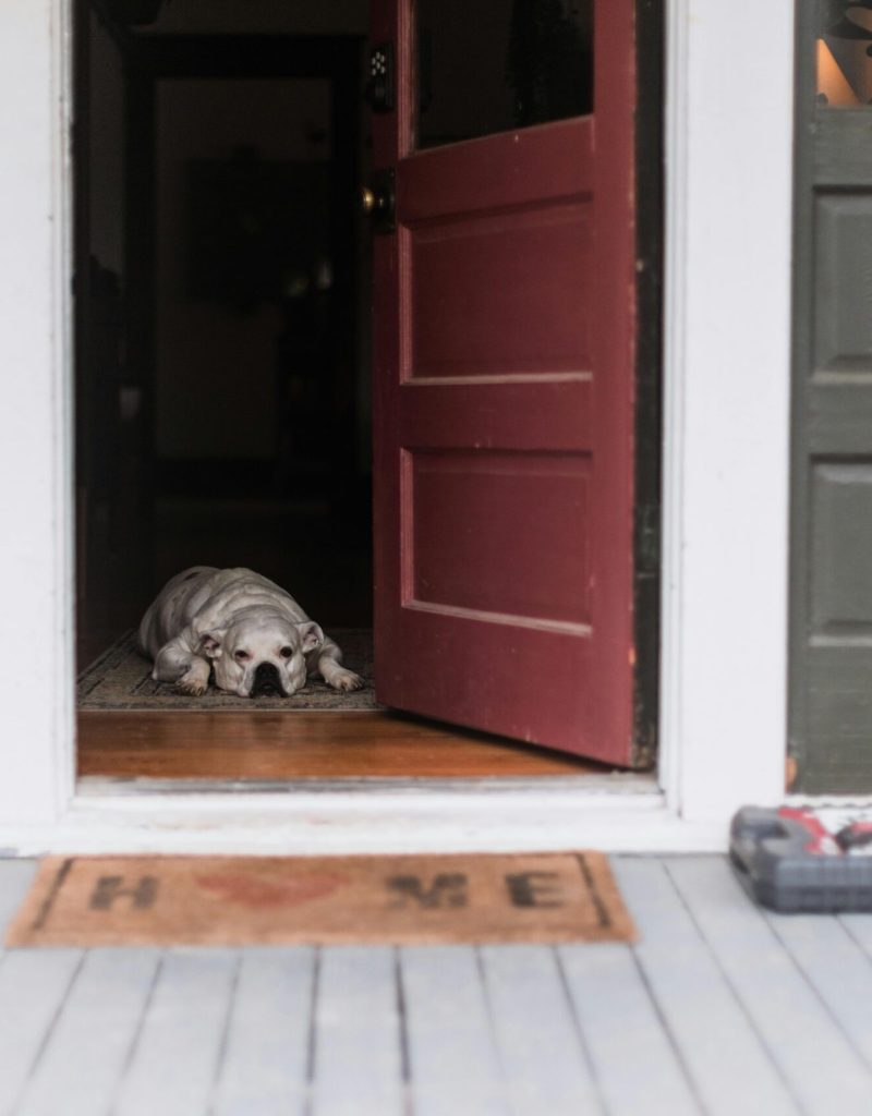 pexels-kelly-1179532-16664939